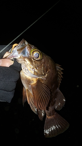 メバルの釣果