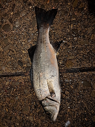 セイゴ（ヒラスズキ）の釣果