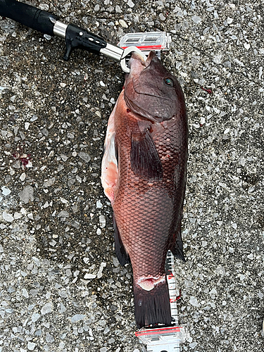 コブダイの釣果