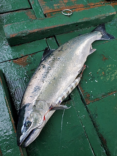 サクラマスの釣果