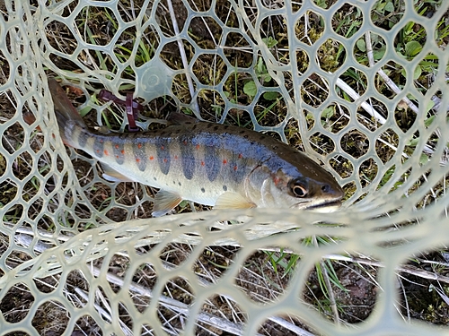 アマゴの釣果