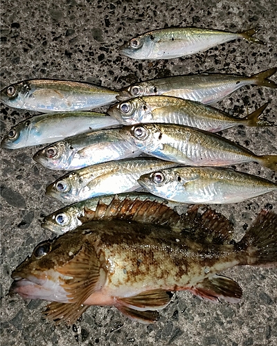 アジの釣果