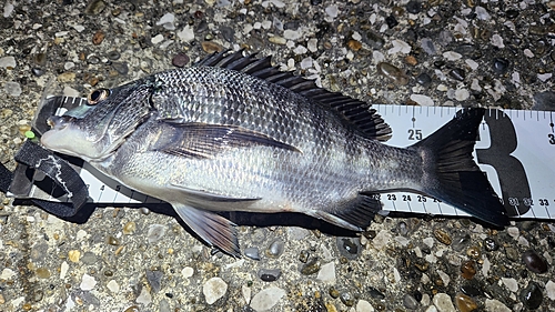 チヌの釣果