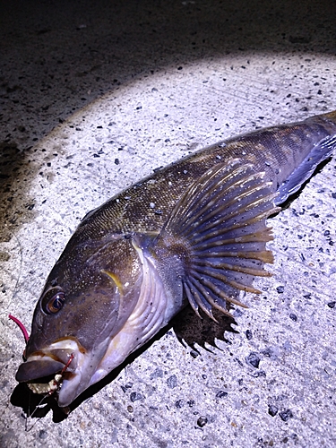 アイナメの釣果