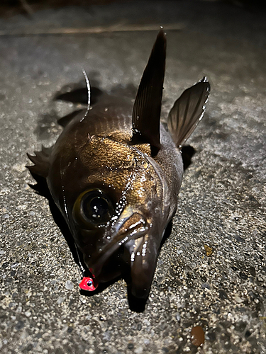 シロメバルの釣果