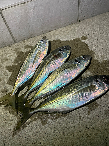 アジの釣果