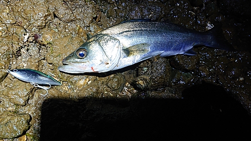 セイゴ（マルスズキ）の釣果