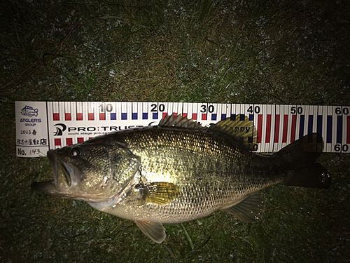 ブラックバスの釣果