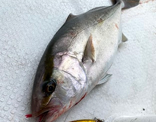 カンパチの釣果