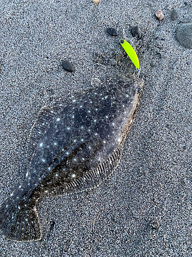 ヒラメの釣果