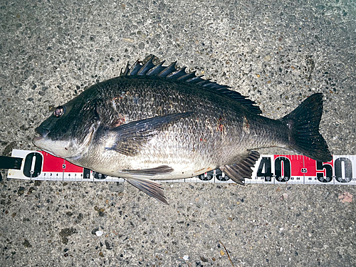 クロダイの釣果