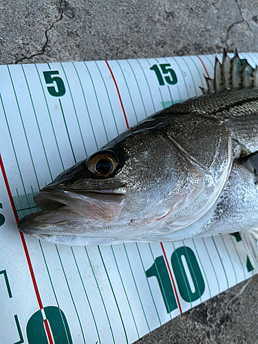 シーバスの釣果