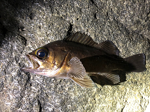 アカメバルの釣果