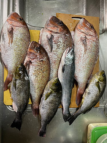 マダイの釣果