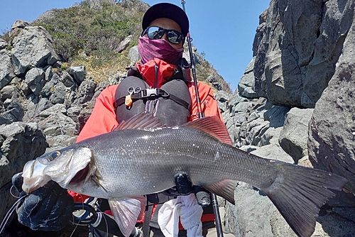 ヒラスズキの釣果