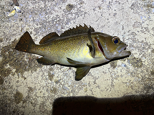 エゾメバルの釣果