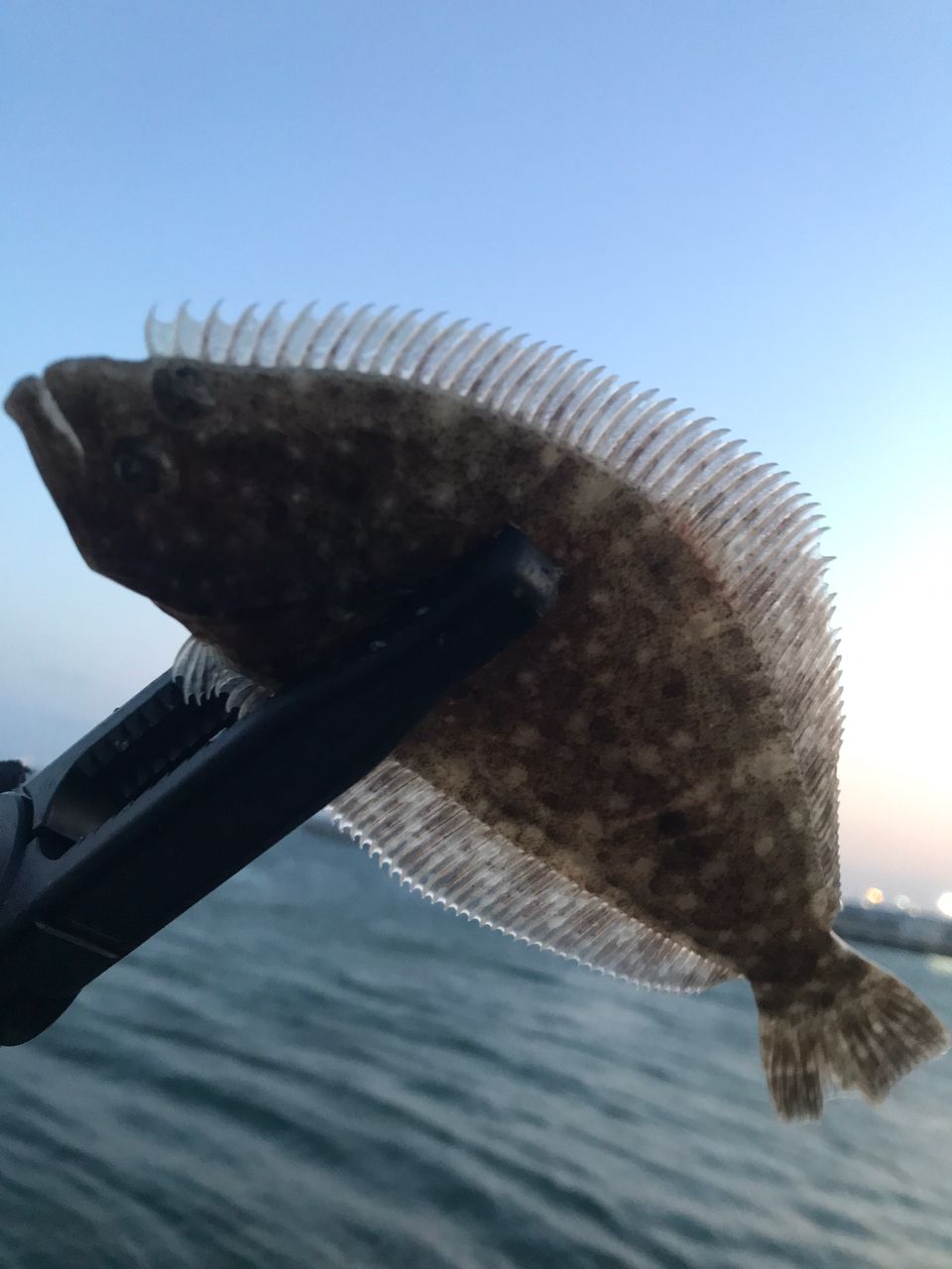 アジ