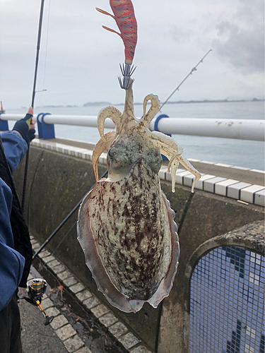 コウイカの釣果