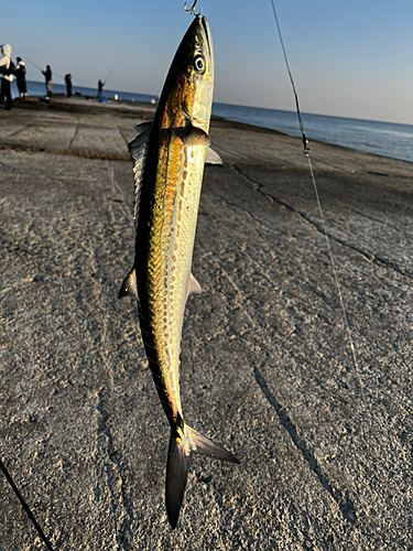 サゴシの釣果