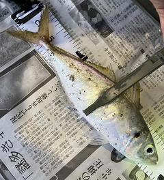 マアジの釣果