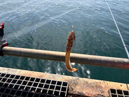 ギンポの釣果