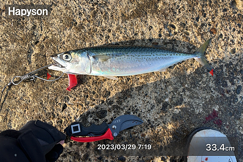 サバの釣果