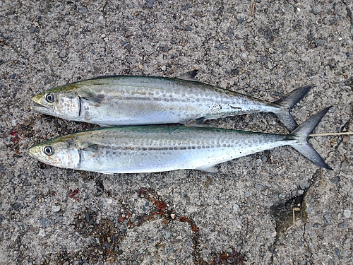 サゴシの釣果