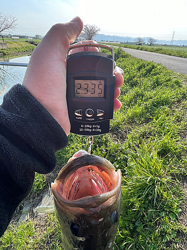 ブラックバスの釣果