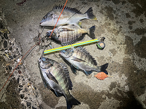 クロダイの釣果