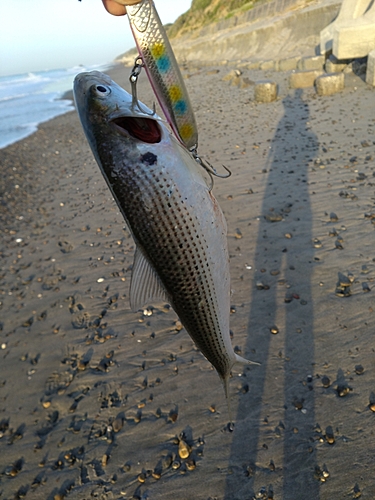 コノシロの釣果