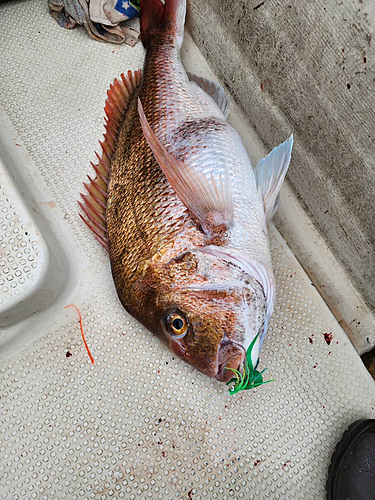 マダイの釣果