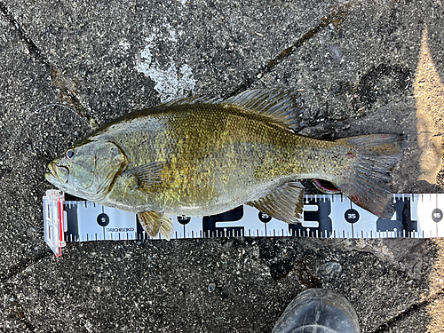 スモールマウスバスの釣果