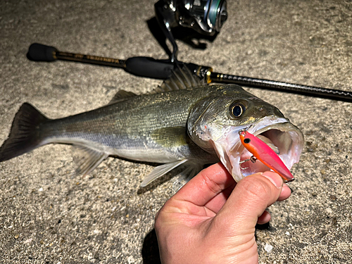 シーバスの釣果