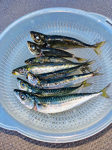 マアジの釣果