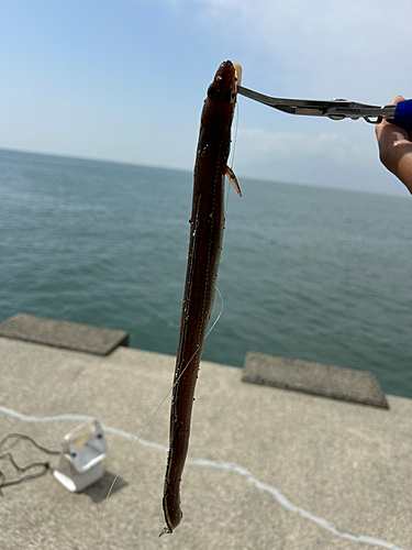 アナゴの釣果