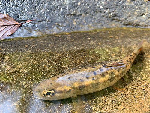 ヤマメの釣果