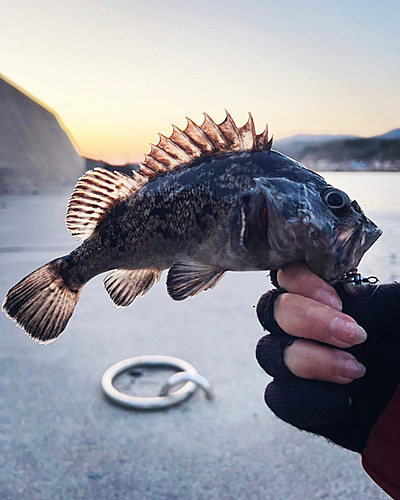 クロソイの釣果