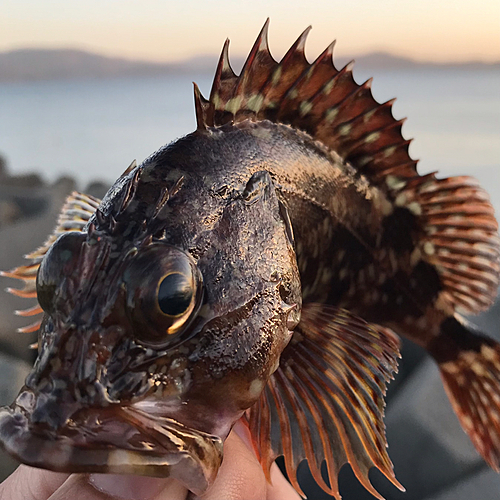 ガシラの釣果