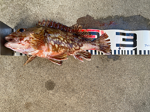 カサゴの釣果