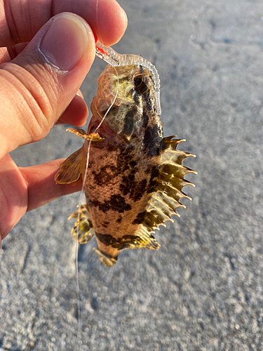 タケノコメバルの釣果