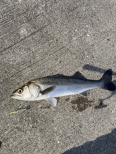 スズキの釣果