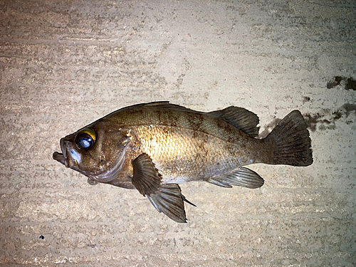 メバルの釣果