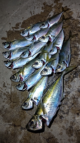 アジの釣果