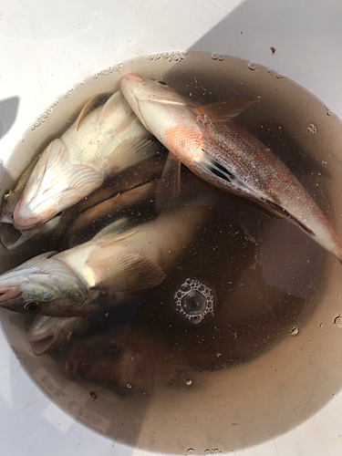 ホッケの釣果