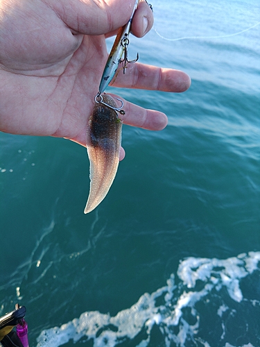 シタビラメの釣果