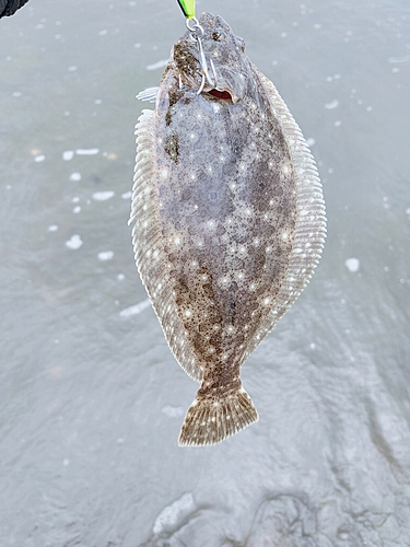 ソゲの釣果