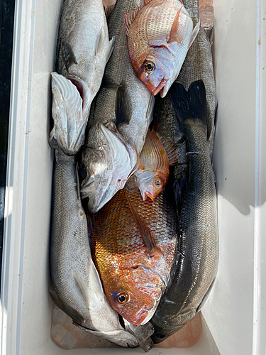 タイの釣果