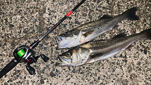 シーバスの釣果