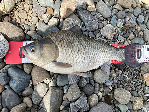 ヘラブナの釣果