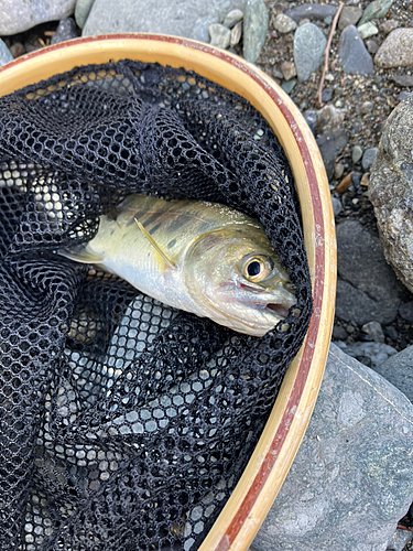 ヤマメの釣果